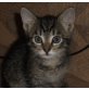 WIR SUCHEN EIN NEUES PLÄTZCHEN - Kater