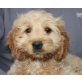 WOBBO, Spanielmischling,Pflegestelle Wien Welpen - Rüde