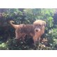 WOLFI, auf Pflegestelle in 22763 HH, WOLFI - Kuschel-Wuschel-Hund, 8 Monate alt - Rüde