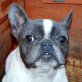 WOLFI - freundlich, fröhlich!, Französische Bulldogge - Rüde