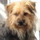 WOLFRAN - Linares, Yorkshire-Terrier, kastriert - Rüde