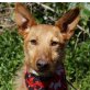 WOLLY, Podenco Mischling - Rüde