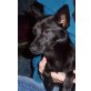 WOODLES - Pflegestelle Österreich, Pinscher-Mix - Rüde