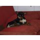 WOODY, und das Sofa sind Eins/Pinscher-Mischlg. - Rüde