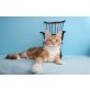 WUNDERSCHÖNER MAINE COON KATER GENIUS, Maine Coon - Kater