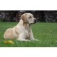 **WURFANKÜNDIGUNG** Labrador-Retriever, Labrador Retriever Welpen - Hündin