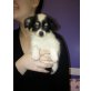 WUSCHEL CHIHUAHUA LH RÜDE, Chihuahua langhaariger Schlag Welpen - Rüde