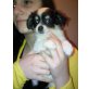 WUSCHEL CHIHUAHUA LH RÜDE, Chihuahua langhaariger Schlag Welpen - Rüde