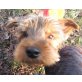 WUSEL, Pflegestelle Stegersbach, Yorkshire Terrier - Rüde