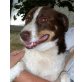 WUZZI 6, Pflegestelle Steiermark, tiver, freundlicher (Jack Russell)Mix - Rüde