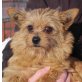 WUZZI sucht Pflege- oder Fixplatz, winzig kleiner Terriermix - Rüde