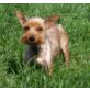 WUZZY, NORWICH TERRIER - Rüde