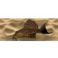 Wabenschilderwels (Glyptoperichthys gibbiceps