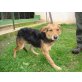Wählbar, Hunde aus Tötungsstation - Hündin
