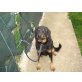 Wählbar, Äußerlich ein Rottweiler, innerlich ein Lamm - Rüde