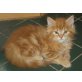 /Waldkatze Bub Mädl, Maine Coon - Kater
