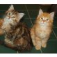 Waldkatze Katze, Maine Coon - Kater
