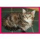 Waldkatzen Mädel, Maine Coon - Kater