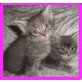 Waldkatzen Mix, Maine Coon - Kater