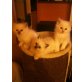 Walking on Sunshine; Walk of Fame; Walking of, Heilige Birma - Kater