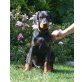 Walley, Dobermann Welpen - Rüde