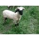 Walliser Schwarznasenschaf - männlich