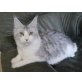 Wally, Maine Coon - Katze