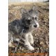 Walter, Cairn Terrier - Rüde