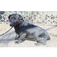 Walter, Labrador-Dackel-Mischling - Rüde