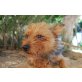 Walter,auf der Suche nach einer Familie, Yorkshire Terrier - Rüde