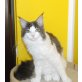 Wampie, Maine Coon - Katze
