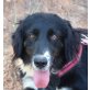 Wanda, Flat Coated Retriever Mix - Hündin