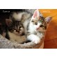 Wanda+Justus, Wanda+Justus suchen Zuhause! - Katze