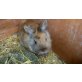 Wanda, Kaninchen - weiblich