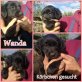 Wanda, Mischling Welpen - Hündin