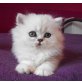 Wanda, Perser Silber - Katze