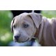 Wanda, Staffordshire-Bullterrier Welpen - Hündin