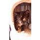 Wanda, sibirische Waldkatze und EKH - Katze