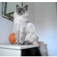 Wanderduene Ragdolls, Ragdoll - Kater