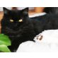Wanja, Britisch Langhaar - Katze