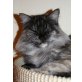 Wanya, Maine Coon - Katze