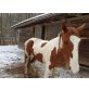 Warmblut  Quarter  Mix - Stute