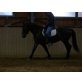 Warmblut - Stute