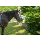 Warmblut - Wallach