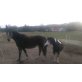 Warmblut und Welsh Pony - Stute