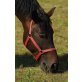 Warmblutwallach - Wallach - Wallach