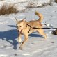 Warren, Warren -- lieber Bub sucht warmes Plätzchen - Rüde