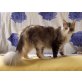 Warsteiner Beauty Cats Lina, Maine Coon - Katze