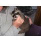 Waschbär