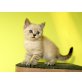 Washington, Britisch Kurzhaarkatze - Kater
